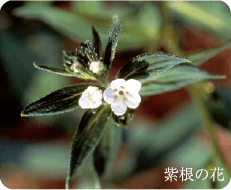 紫根の花